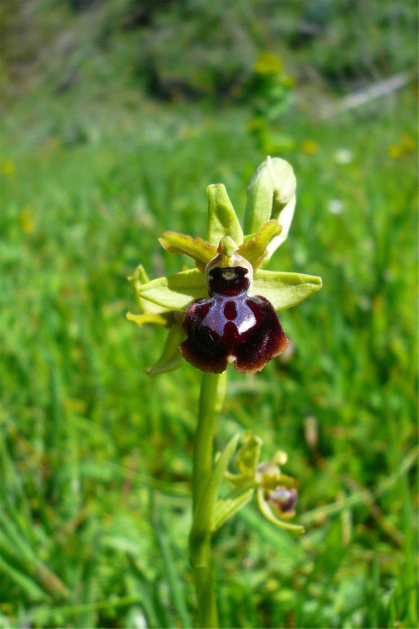 Orchidee nuoresi